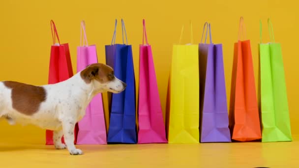 面白い小さな犬の品種ジャック ラッセル テリアは黄色のスタジオの背景に買い物袋の背景に行きます ショッピングのコンセプト — ストック動画