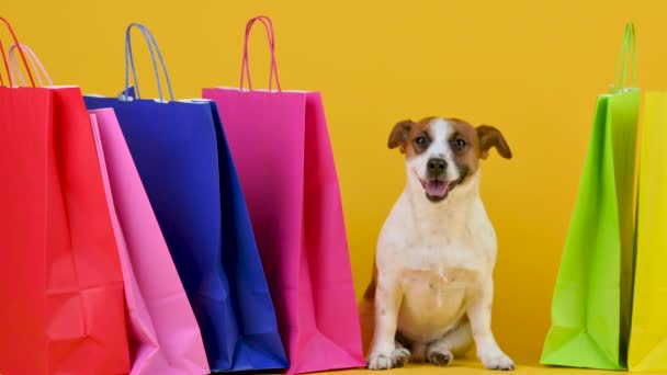Lustige Hunderasse Jack Russell Terrier Sitzt Neben Einkaufstüten Auf Gelbem — Stockvideo