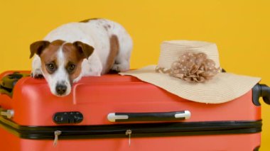 Komik Jack Russell Terrier köpeği sarı bir arka planda izole edilmiş bir şapkanın yanında bavulun üzerinde yatıyor. Tatil ve seyahat kavramı.