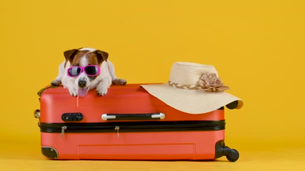 Śmieszny Pies Rasy Jack Russell Terrier Okularach Przeciwsłonecznych Leży Walizce — Wideo stockowe