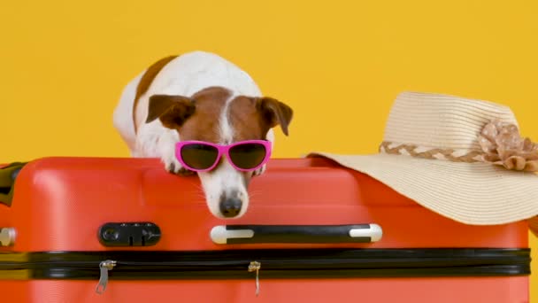 Śmieszny Pies Rasy Jack Russell Terrier Okularach Przeciwsłonecznych Leży Walizce — Wideo stockowe