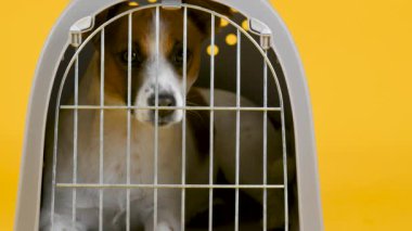 Şirin Jack Russell Terrier köpeği sarı bir stüdyoda köpek taşıdığı için kapalı bir kafeste oturuyor.
