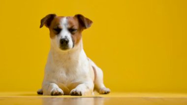 Sarı arka planda şirin bir köpek yavrusu olan Jack Russell Terrier portresi. Komik hayvanlar..