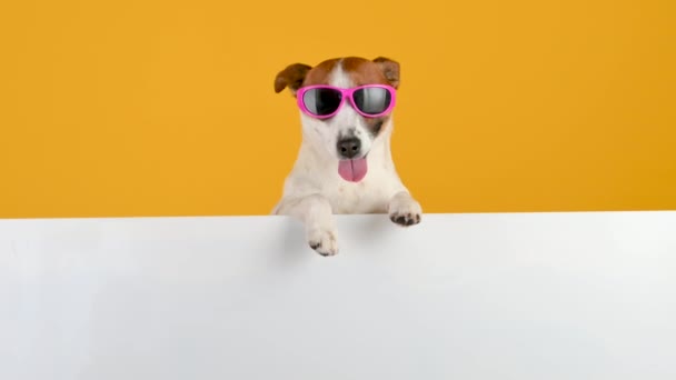 面白い犬は黄色の背景にテキストのための大きな白いバナーとサングラスジャック ラッセル テリアを繁殖させます 広告のコピースペース — ストック動画