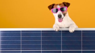 Güneş gözlüklü komik köpek yavrusu Jack Russell turuncu arka planda güneş paneli tutuyor. Alternatif enerji kaynakları.