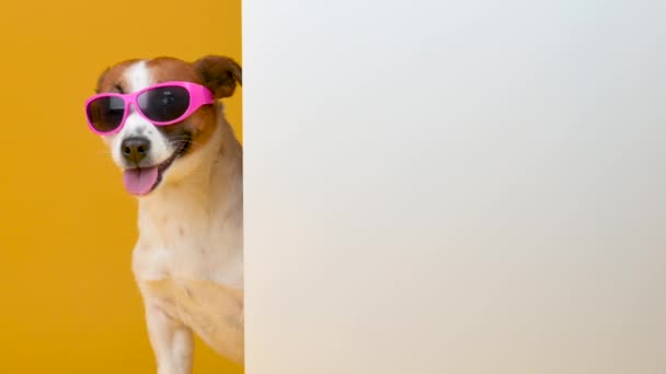 Anjing Lucu Jack Russell Terrier Dalam Kacamata Hitam Dengan Spanduk — Stok Video