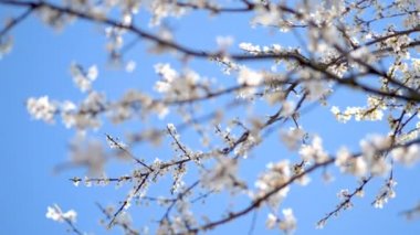 Parlak mavi gökyüzünün arka planında çiçek açan elma ağacı.