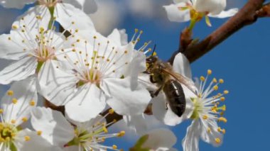 Bahar güneşli bir günde çiçekli bir kiraz ağacında bal arısı nektar poleni topluyor. Tozlaştırıcı meyve ağaçları. İlkbahar konsepti