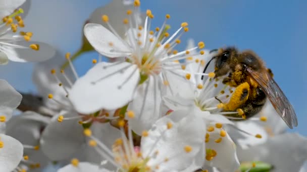 Primer Plano Abeja Melífera Que Recoge Polen Del Néctar Con — Vídeos de Stock