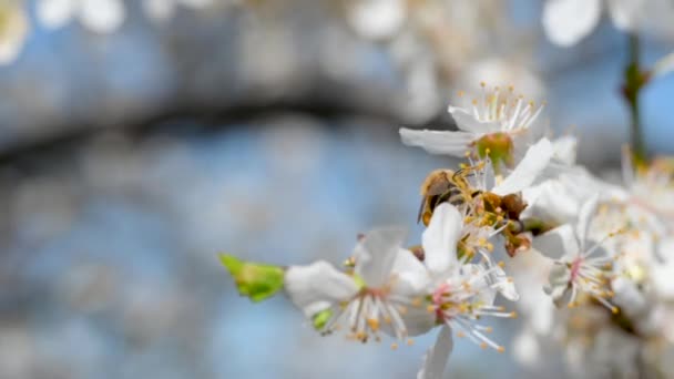 Közelkép Mézelő Méh Gyűjtése Nektár Pollen Virággal Egy Virágzó Cseresznyefa — Stock videók