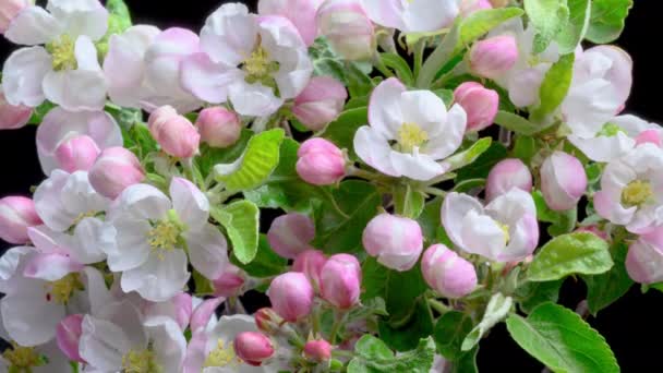 Bela Primavera Apple Tree Flores Flor Titelapse Feche Ramo Florido — Vídeo de Stock