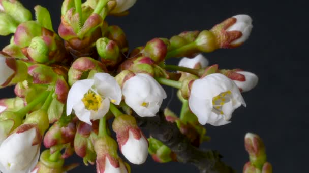 Slow Motion Άνοιξη Λουλούδια Ανοίγουν Ένα Μικρό Κερασάκι Από Κοντά — Αρχείο Βίντεο