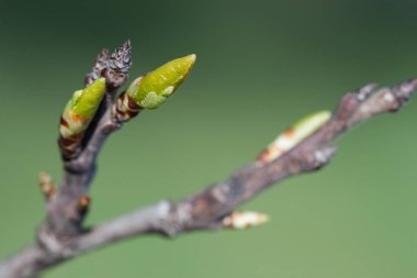 Genç yaprakları ilkbaharda kiraz ağacı