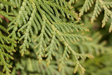 bir Mazı dalı yakın çekim