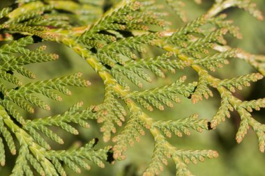 bir Mazı dalı yakın çekim
