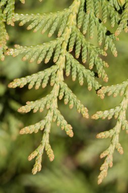 bir Mazı dalı yakın çekim