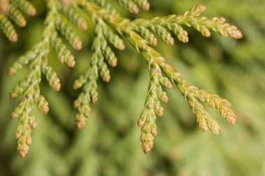 bir Mazı dalı yakın çekim