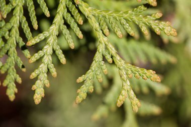 bir Mazı dalı yakın çekim