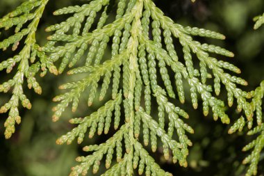 bir Mazı dalı yakın çekim