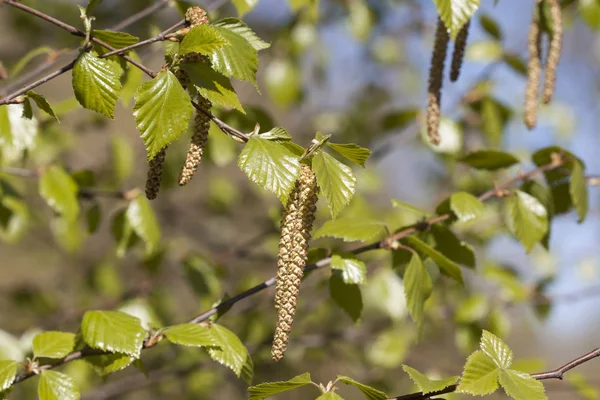 Huş Ağacı Çiçeği Bahar — Stok fotoğraf