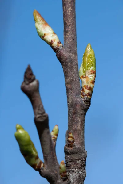 Hojas Jóvenes Cerezo Primavera — Foto de Stock