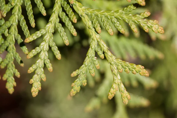 bir Mazı dalı yakın çekim