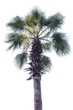 Beyaz arkaplanda palmiye ağacı