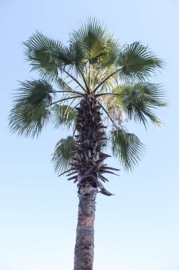 Mavi gökyüzünde palmiye ağacı