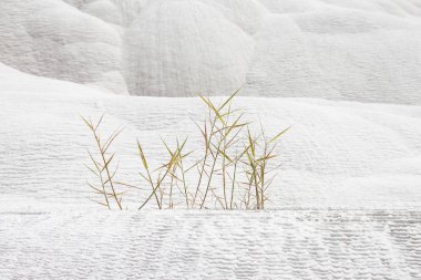 Traverten içinde büyüyen yeşil çimen