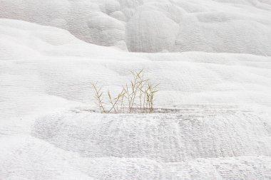 Traverten içinde büyüyen yeşil çimen
