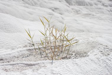 Traverten içinde büyüyen yeşil çimen