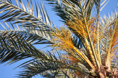 Hurma ağacı yakın çekim