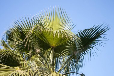 Mavi gökyüzünde palmiye ağacı