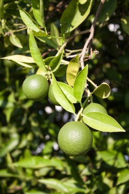 Mandalina ağacı dalı