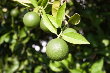 Mandalina ağacı dalı