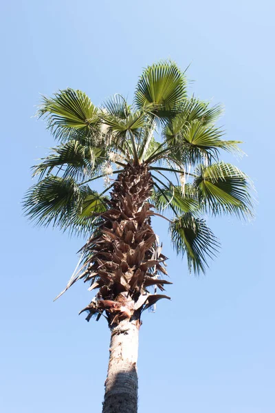 Mavi gökyüzünde palmiye ağacı