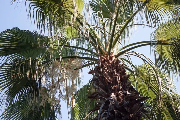 Palmier Sur Ciel Bleu — Photo