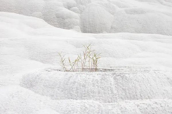 Traverten içinde büyüyen yeşil çimen