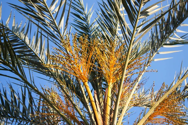 Close up of a date palm tree