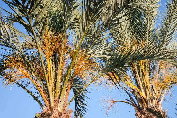 Close Date Palm Tree — Stock Photo, Image