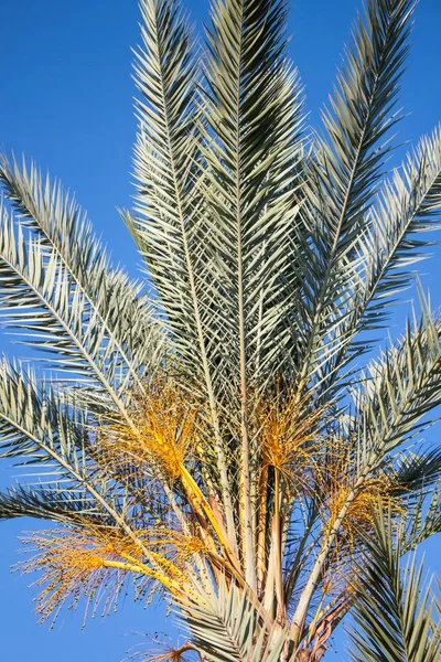 Hurma ağacı yakın çekim