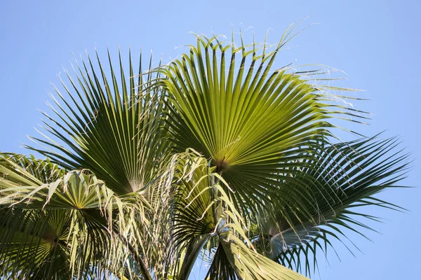 Mavi gökyüzünde palmiye ağacı