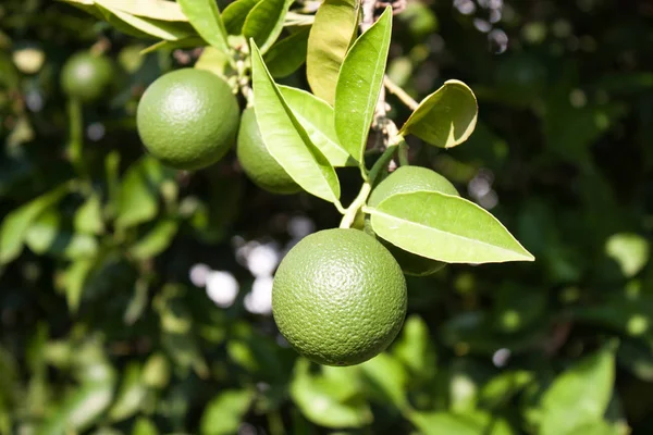 Mandalina ağacı dalı