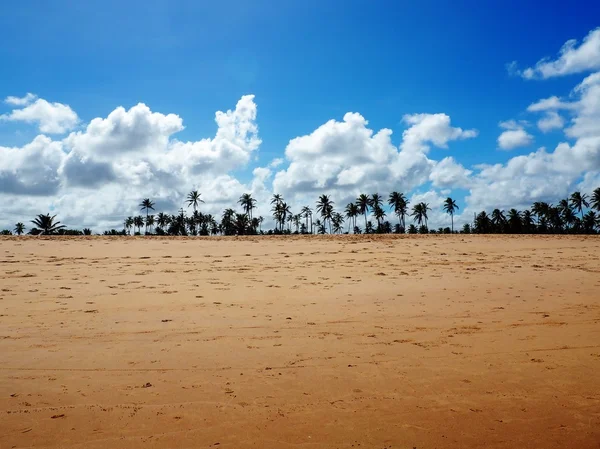 Pláž s palmami a modrá obloha na kokosové pobřeží v Brazílii — Stock fotografie