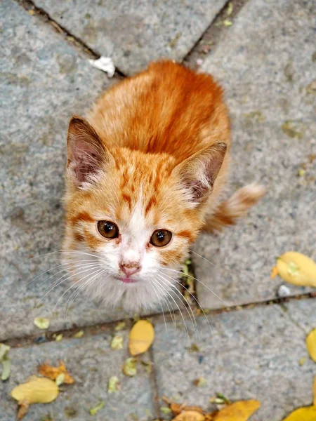 Homeless ginger cat — Stock Photo, Image