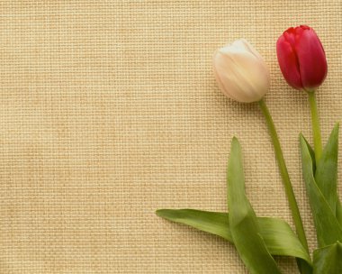 İki kırmızı ve Pembe Lale 