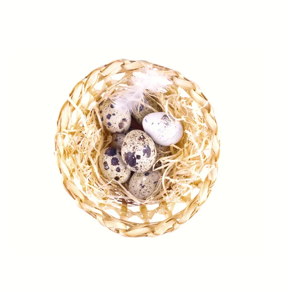 Nest with quail eggs. Quail eggs in hay isolated. — Stock Photo, Image