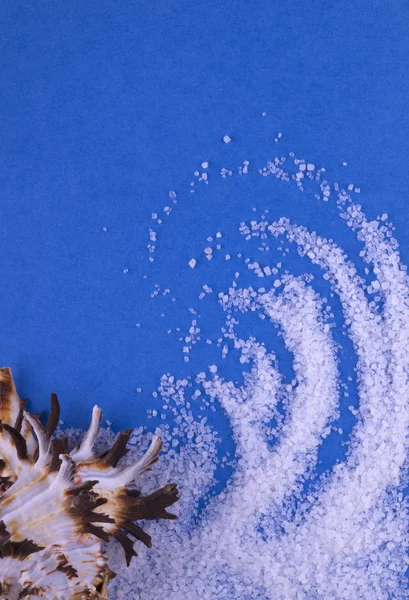 Acicular seashell with sea salt on light blue background. Postca — Stock Photo, Image
