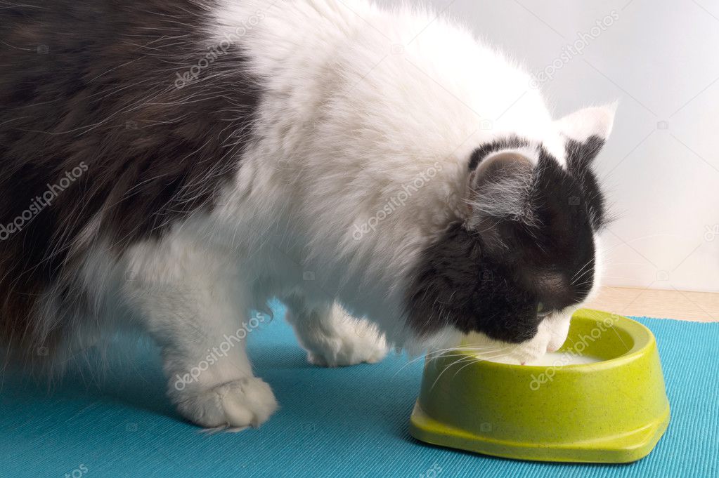 Fluffy black and white cat drinking milk from the green bowl. 