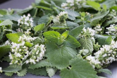 Melissa bitki. Melissa yaprak. Yaprak ve Melissa çiçek.